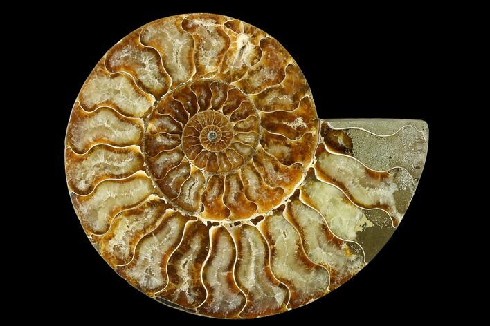 Agatized Ammonite Fossil (Half) - Madagascar #135253